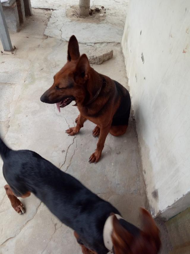 怎么给狗狗玩：创造快乐与健康的宠物时光