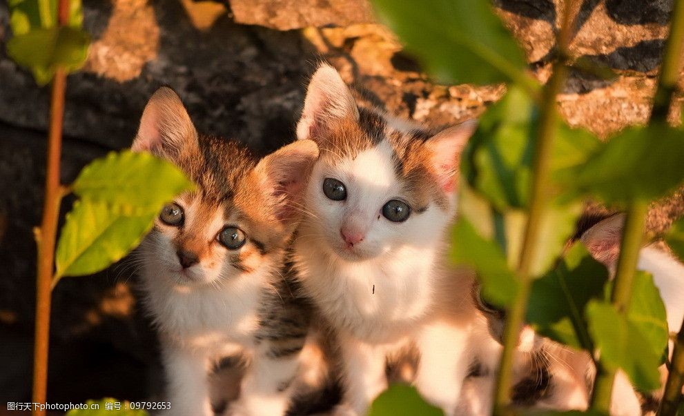 狗狗配种天数：揭开宠物繁育的神秘面纱