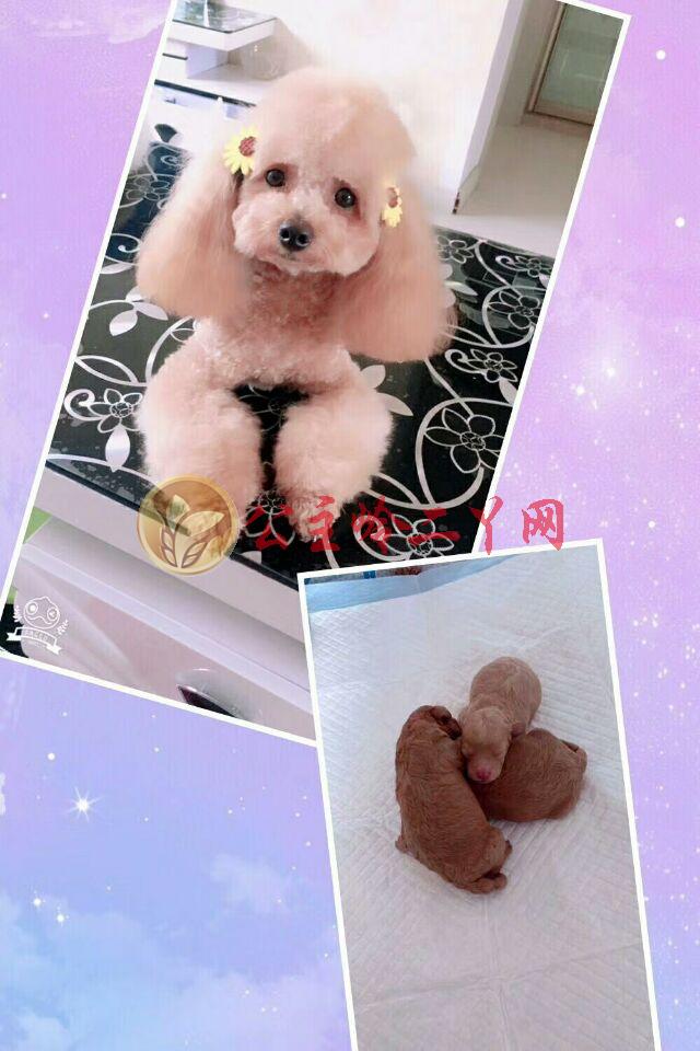 怎么知道狗狗要上厕所——捕捉宠物的小信号